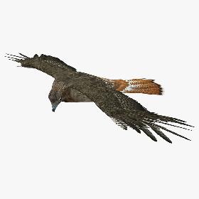 Hawk (ANIMATED)